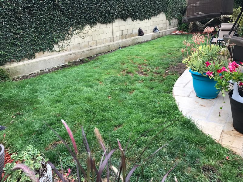 Backyard before turf